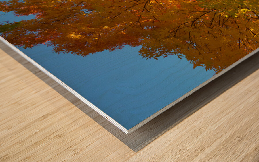 Stunning Autumn Tree Sunlight Through Colorful Leaves Wood print