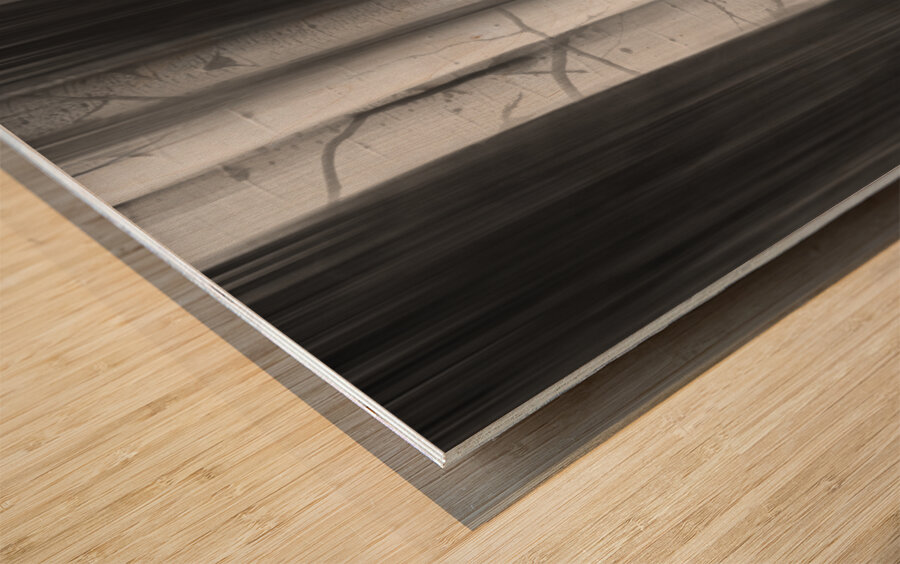 Aspen Tree Colonies Dreaming BW Wood print