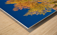 autumn aspen trees Panorama1 Impression sur bois
