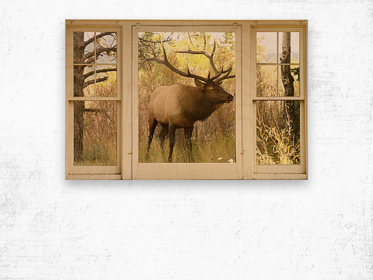 Bull Elk Window View Wood print