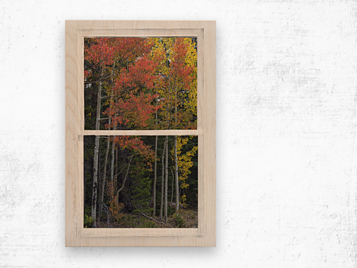 Aspen Forest Red Rustic Window View Wood print
