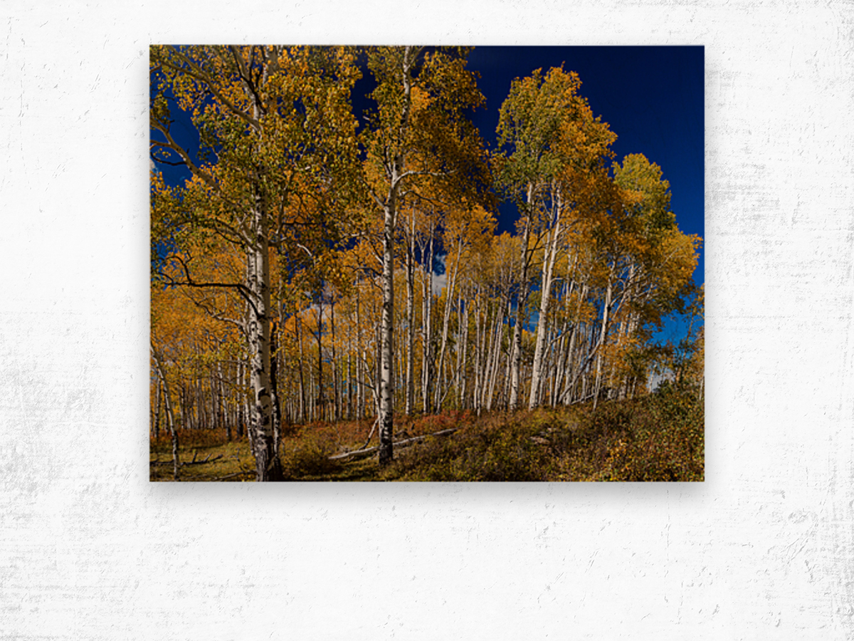 Autumn Blue Skies Wood print