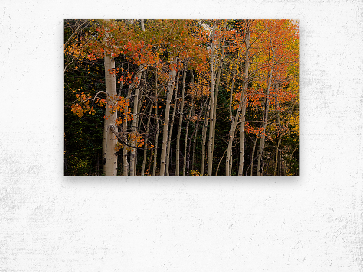 autumn seasons change Wood print