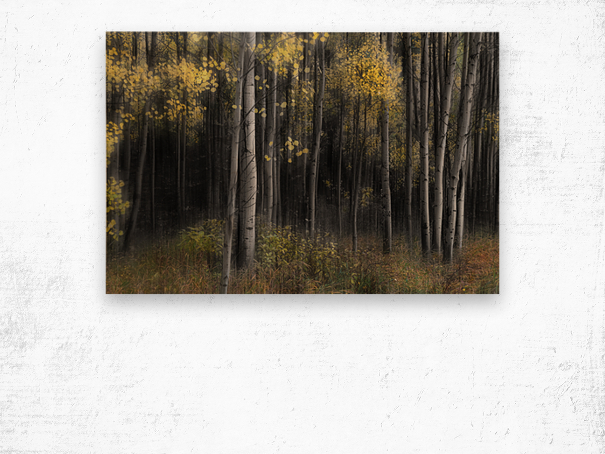 Aspen Tree Grove Into Darkness Wood print