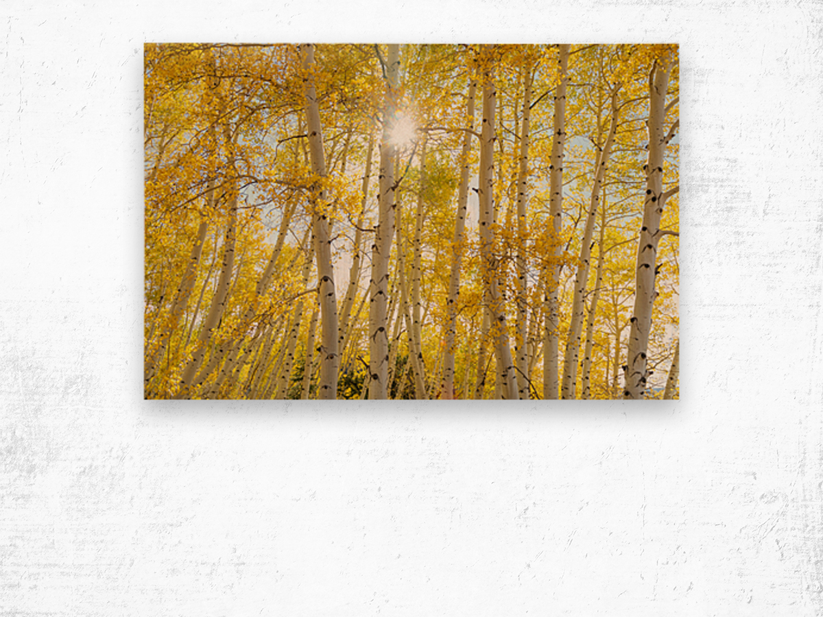 Golden Sunshine Autumn Day Impression sur bois