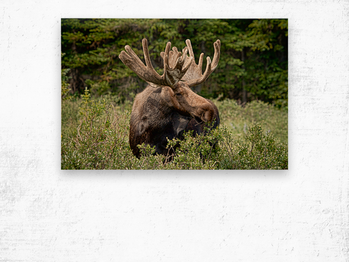 Moose Be Too Cool Wood print