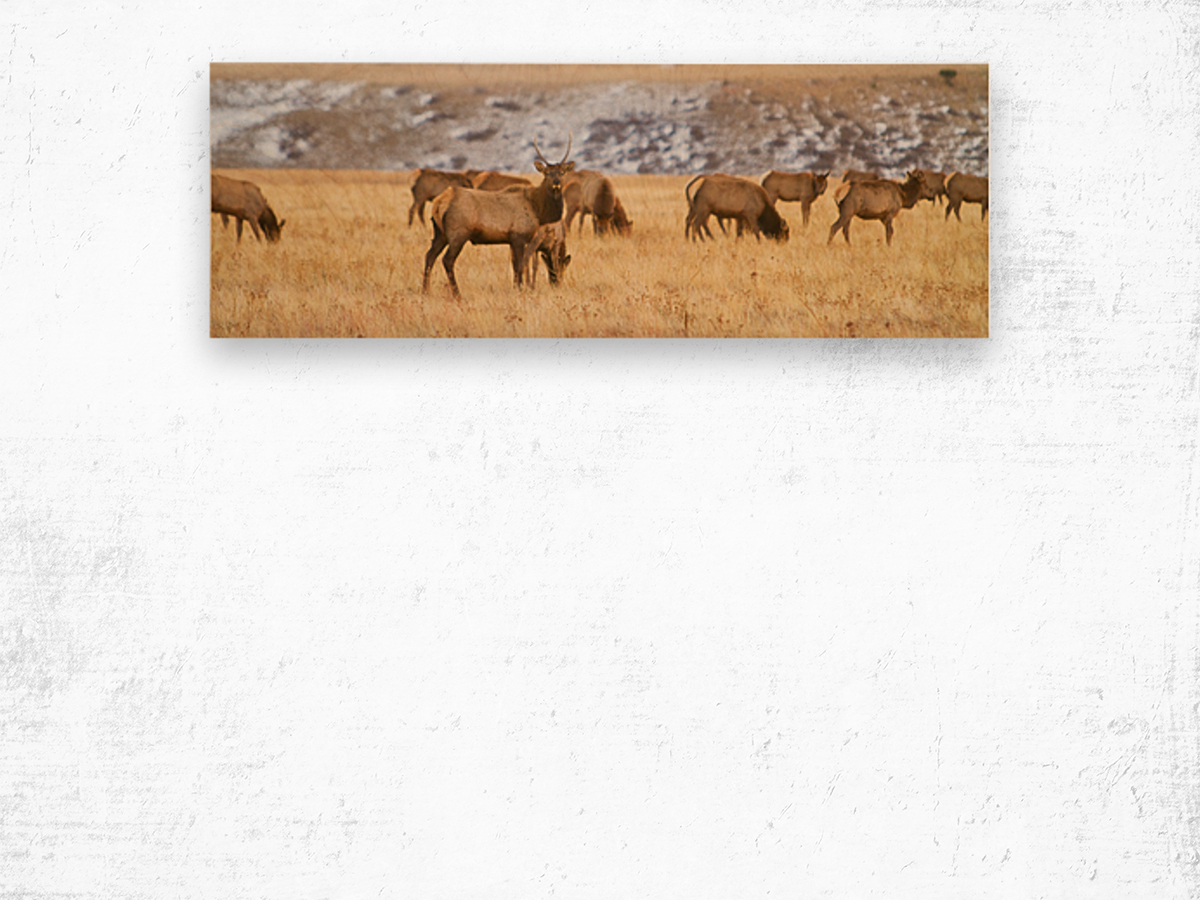 Elk Heard Colorado Foothills Plains Panorama Wood print