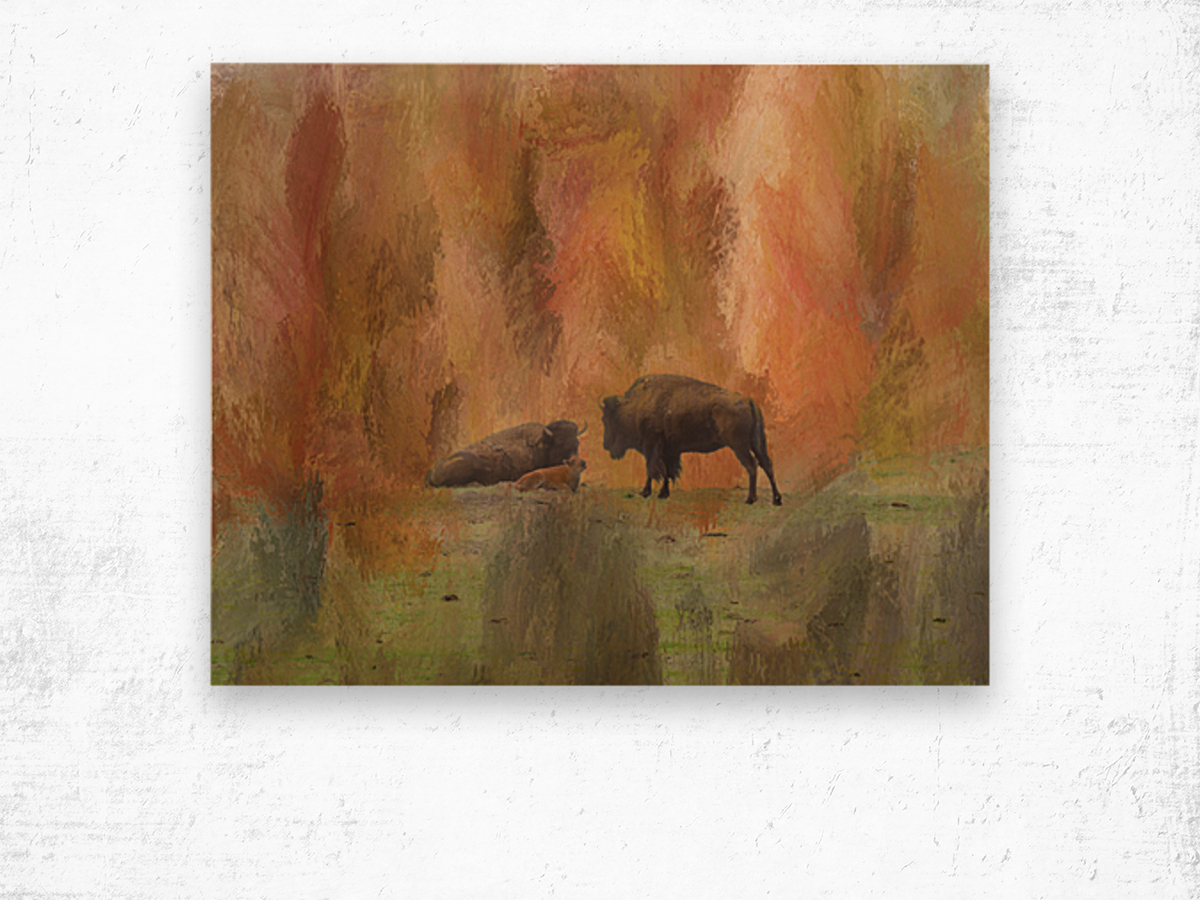 Buffalo Calf Tender Moment Wood print