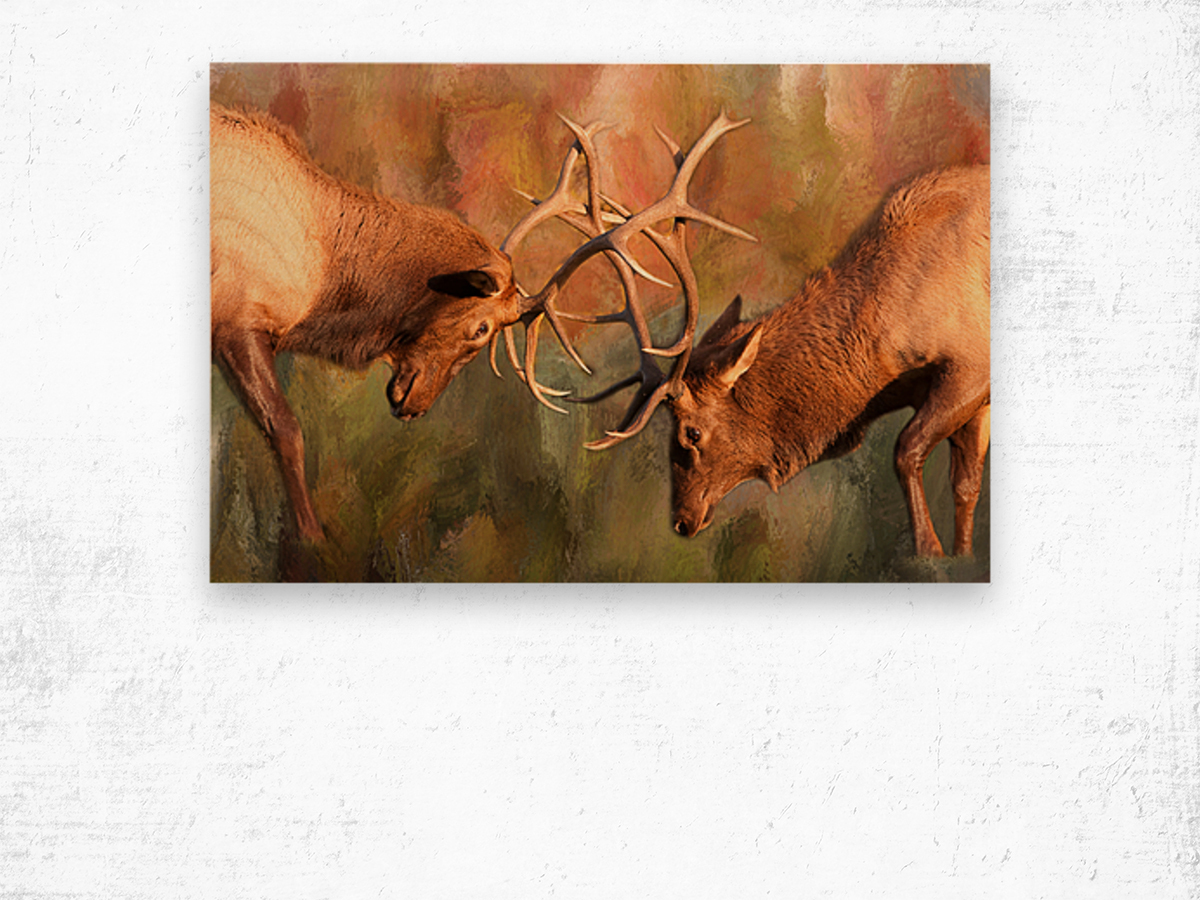 Bull Elk Sparring In The Mix Wood print