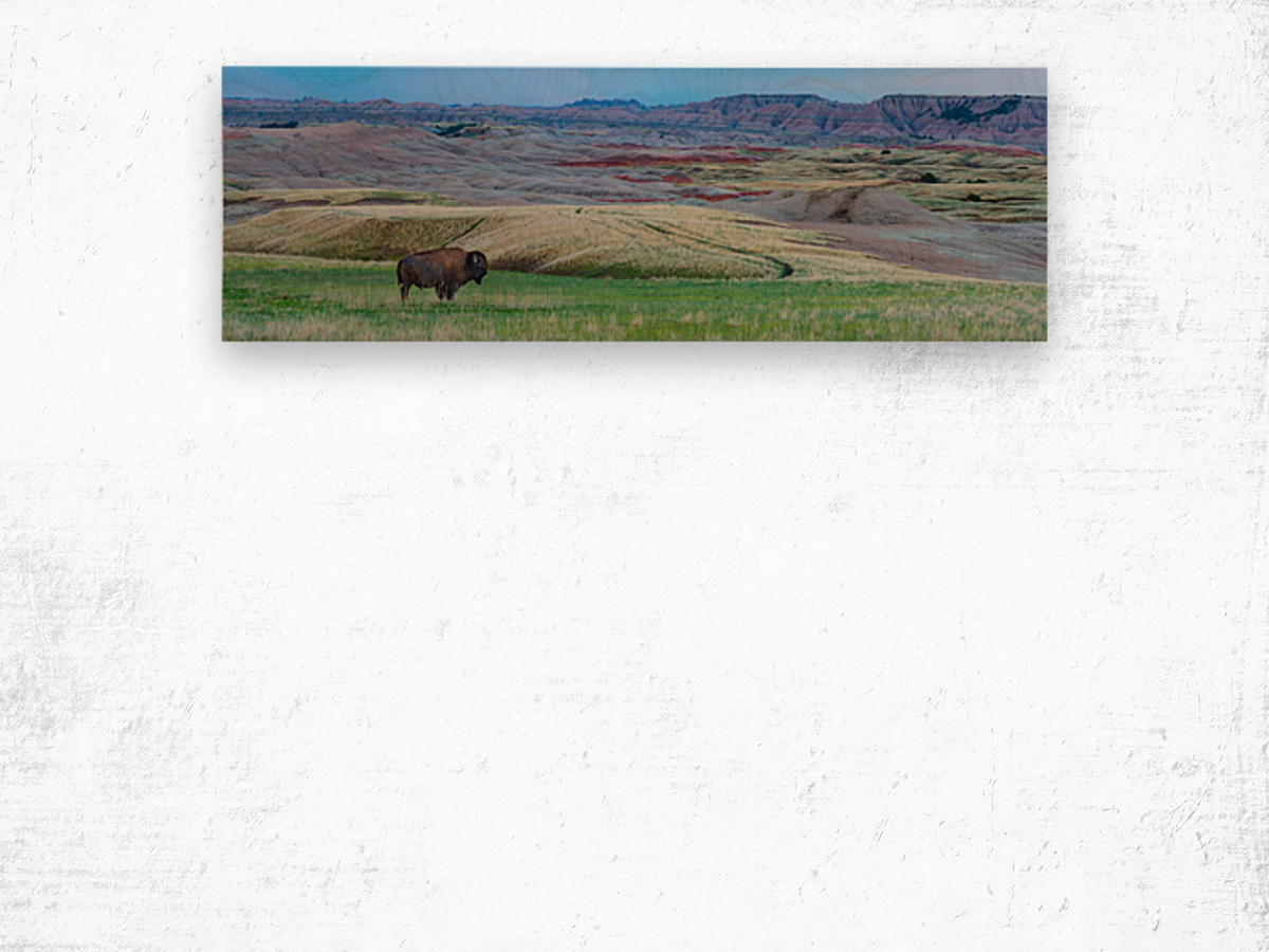 The Majestic Bison -  Roaming the Colorful Badlands of SD Wood print