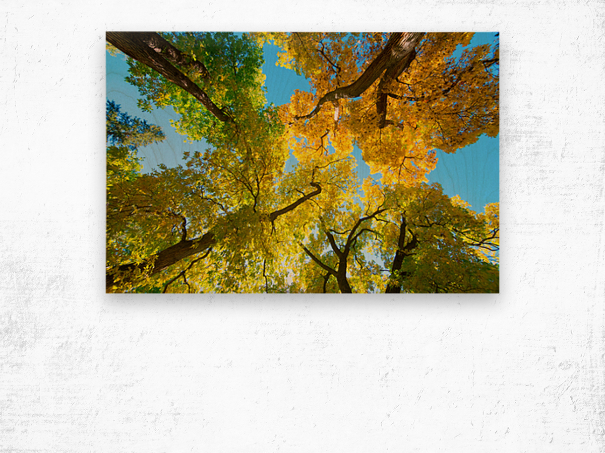 Vibrant Autumn Landscape - Colorful Trees under Blue Sky Wood print